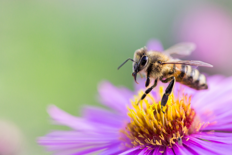 picture of a bee on top of a purple flower to represent vegan product formulations